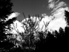 Controluce BN 4