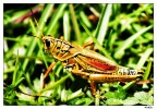 Super-Locusta