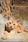 Tigro il mio Gatto