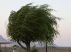 Meltemi