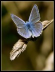 Licenide in blu