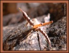 Questo strano essere, che le mie scarse conoscenze di entomologia catalogano semplicemente come 'cavalletta', ci ha tenuto compagnia durante una escursione in un gorge (una specie di canyon, praticabile solo nella stagione secca) della foresta pluviale australiana.
Il simpatico animaletto e' lungo circa 15 centimetri...