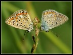 simmetrie naturali