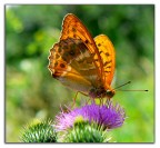farfalla su fiore di cardo