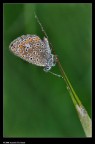 Butterfly and water