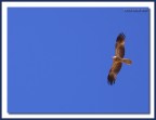 In Australia mancano quasi del tutto i grossi predatori terrestri. Niente leoni o tigri, ma solo qualche dingo (una specie di cane rinselvatichito).
I rapaci hanno quindi campo libero, e non  raro trovarsi sopra la testa un'aquila in perlustrazione.
