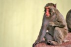 Macaco del Giappone
