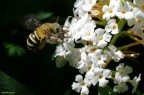 In volo