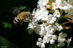 Questa curiosa specie di ape (sarei molto curiosa di sapere il suo nome e se  davvero un'ape!) gironzola per il giardino il pomeriggio.
Ecco diversi scatti fatti oggi....


Commenti critiche e suggerimenti sempre graditissimi :)


*Scattata con ultracompatta coolpix5600