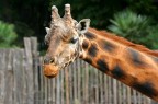 Giraffa