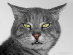 Eddie the cat