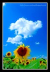 Girasole 2