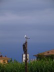 gabbiano