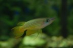 E' il pesce pi costoso dell'Acquario (ben 7 Euro e 50!) e lui lo sa! (vedeste come si atteggia...)
Suggerimenti e critiche sempre ben accetti