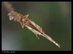 Butterfly's portrait
