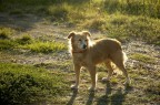 Cane Controluce