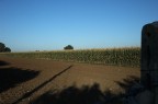 Grano Turco