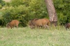stavo cacciando farfalle mentre mi sono imbattuto in questi "cuccioli di cinghiale a 15 metri da me.... dal macro al tele in un nano secondo!!!