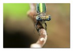 Libellula