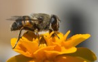 Mosca colorata da ape ?