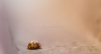 Ho provato a cercare un titolo migliore, giuro! :)

Che dire...  la mia prima segnalazione, c'ho messo un po' a trovare qualcosa che fosse un po' meno foppa del solito. :)

Commenti e criche sono i benvenuti, a me la foto piace ma ho l'impressione che la si sarebbe potuta migliorare ancora un po'.. come?