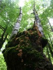 l'albero si fa in due