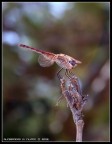 Libellula