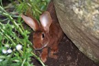 bugs bunny