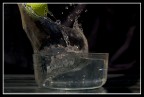 splash