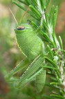 giovane cavalletta