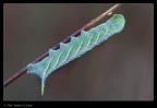 Smerinthus ocellata