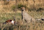 Serengeti N.P. - Tanzania
Fuji S3 pro - Nikkor AF 80-200 D + Kenko 1,4x
1/750 f5,6 @280mm
Iso 400