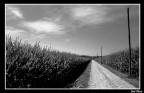 Campagna vista in B/N