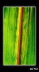 Lanceolato
