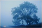 Nebbia