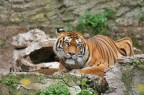Tigre siberiana