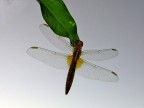 acrobata