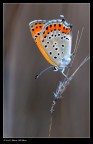 Lycaena thersamon