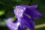 Campanula