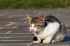 Gattino ...