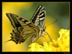Farfalla italiana 2