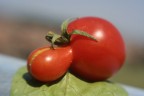 Fatto con Leansbaby 2.0 con lente MACRO +4