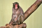 Macaco del Giappone