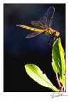 libellula libellula