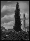 tetti di Siena