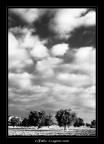 Alberi