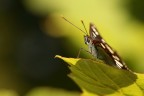 decollo