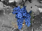 Tempo di vendemmia
