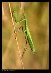 Mantide religiosa