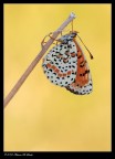 Moelitaea phoebe and coloured natural background
